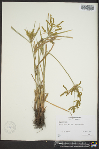 Cyperus iria image