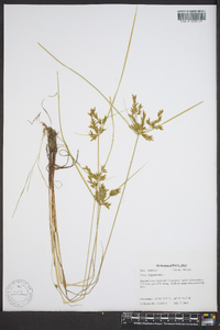 Cyperus iria image