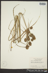 Cyperus lancastriensis image