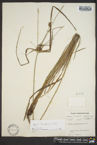 Cyperus lancastriensis image