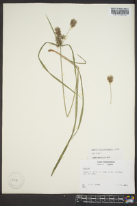 Cyperus lancastriensis image