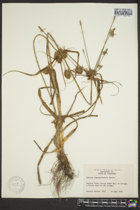 Cyperus lancastriensis image