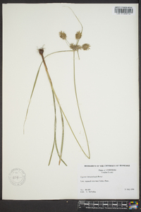 Cyperus lancastriensis image