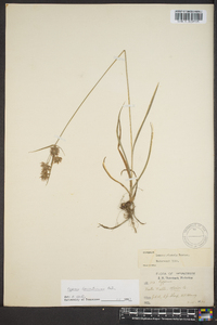 Cyperus lancastriensis image