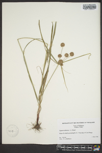 Cyperus echinatus image