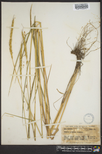 Elymus glaucus image