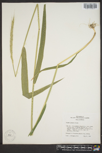 Elymus glaucus image