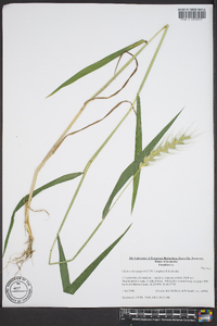 Elymus macgregorii image