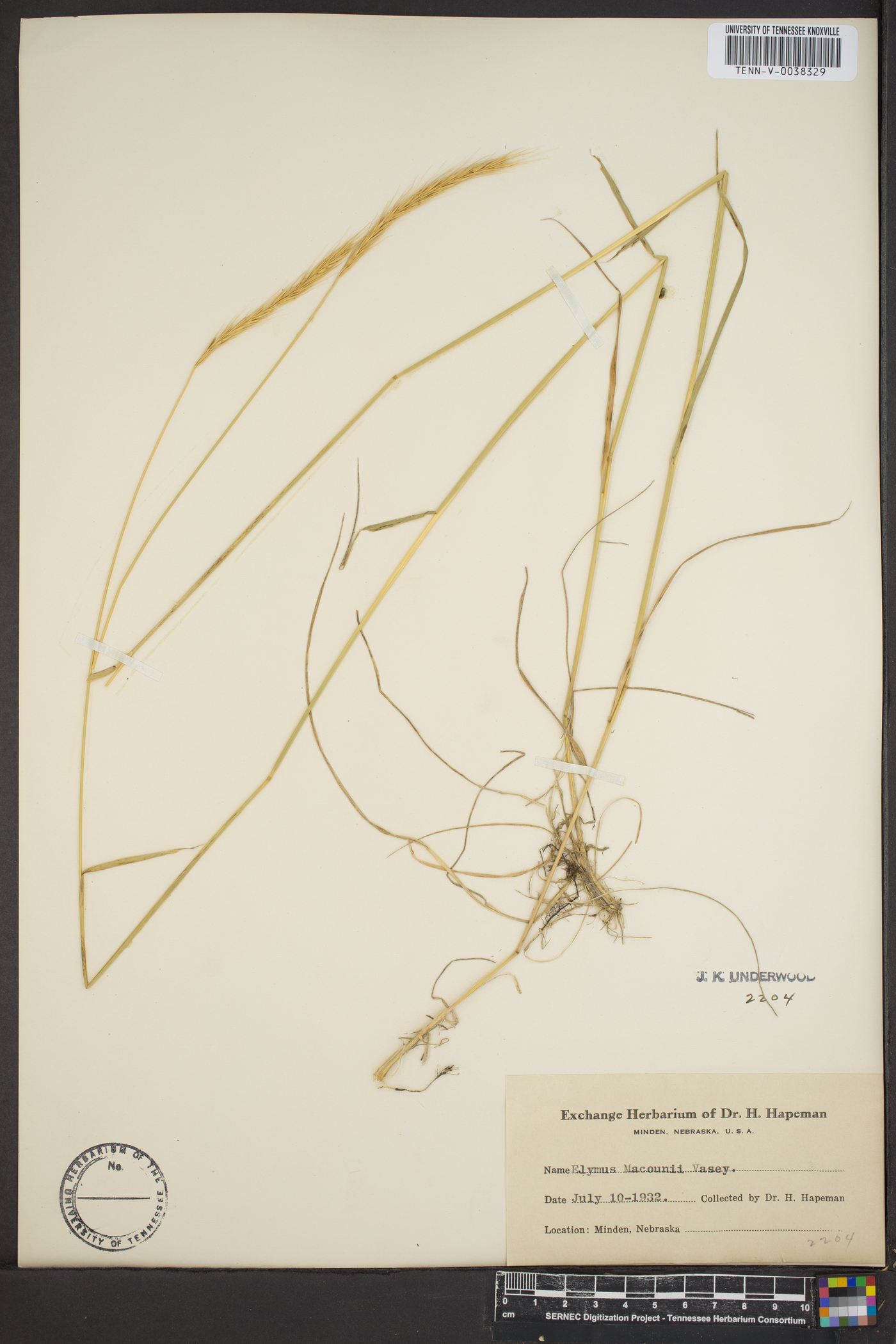 Elymus macounii image