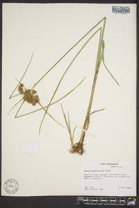 Cyperus pseudovegetus image