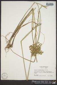 Cyperus pseudovegetus image