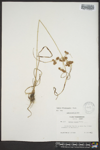 Cyperus pseudovegetus image