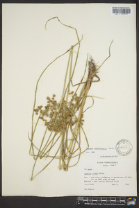 Cyperus pseudovegetus image