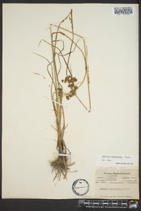 Cyperus pseudovegetus image