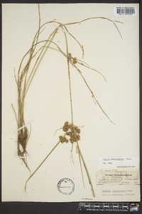 Cyperus pseudovegetus image