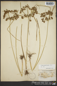 Cyperus pseudovegetus image