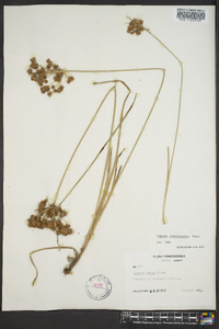 Cyperus pseudovegetus image