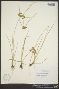 Cyperus pseudovegetus image