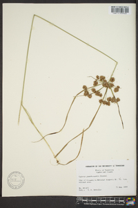 Cyperus pseudovegetus image