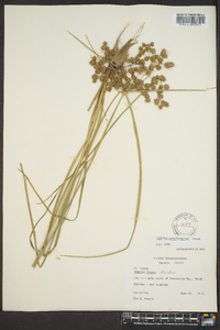 Cyperus pseudovegetus image