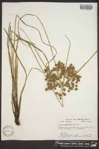 Cyperus pseudovegetus image