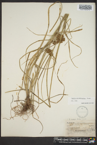 Cyperus pseudovegetus image