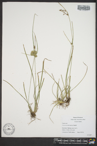 Cyperus pseudovegetus image