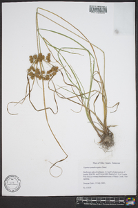 Cyperus pseudovegetus image