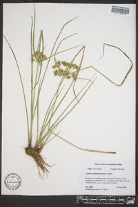 Cyperus pseudovegetus image