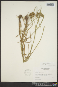 Cyperus pseudovegetus image