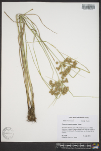 Cyperus pseudovegetus image