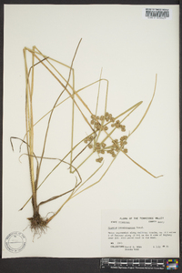 Cyperus pseudovegetus image