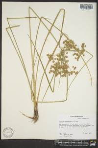 Cyperus pseudovegetus image