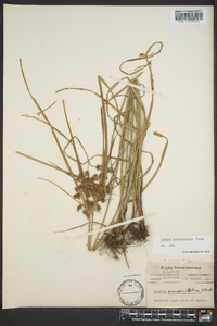 Cyperus pseudovegetus image