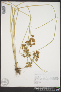 Cyperus pseudovegetus image