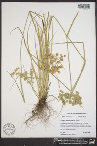 Cyperus pseudovegetus image