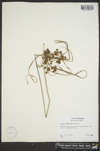 Cyperus pseudovegetus image