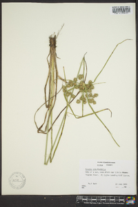 Cyperus pseudovegetus image