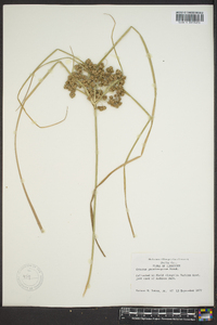 Cyperus pseudovegetus image