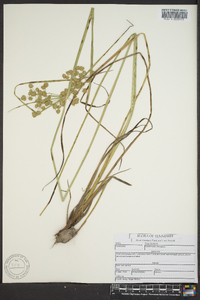 Cyperus pseudovegetus image