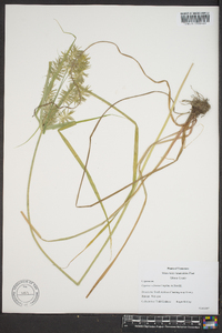 Cyperus refractus image