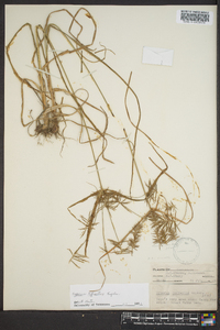 Cyperus refractus image