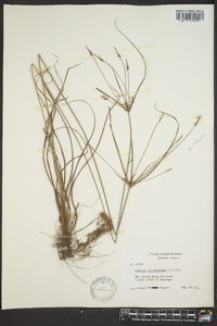 Cyperus retrofractus image