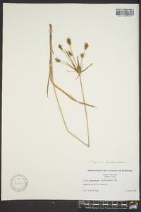 Cyperus retrofractus image