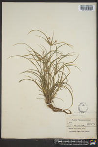 Cyperus retrorsus image