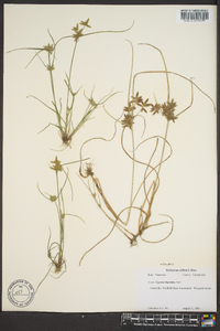 Cyperus bipartitus image