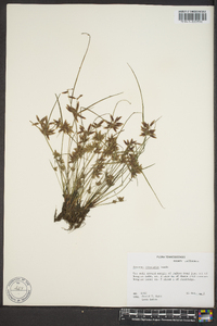 Cyperus bipartitus image