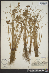 Cyperus bipartitus image