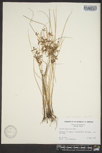 Cyperus bipartitus image