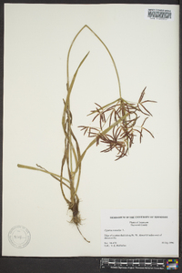 Cyperus rotundus image